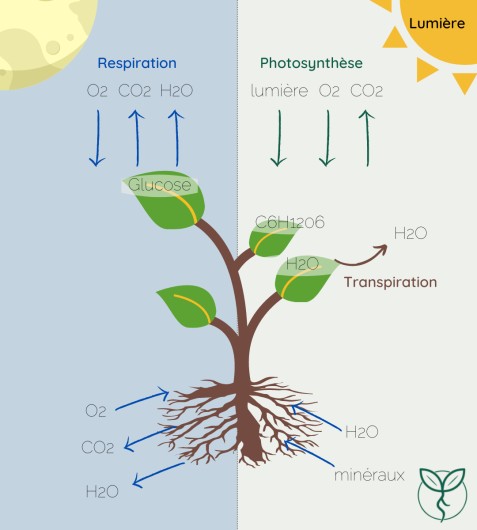 La photosynthèse expliquée